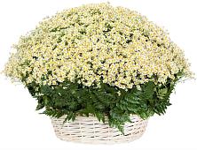 Цветочная композиция из Ромашки в корзине #REPLACE_PRED# Языково Республика Башкортостан